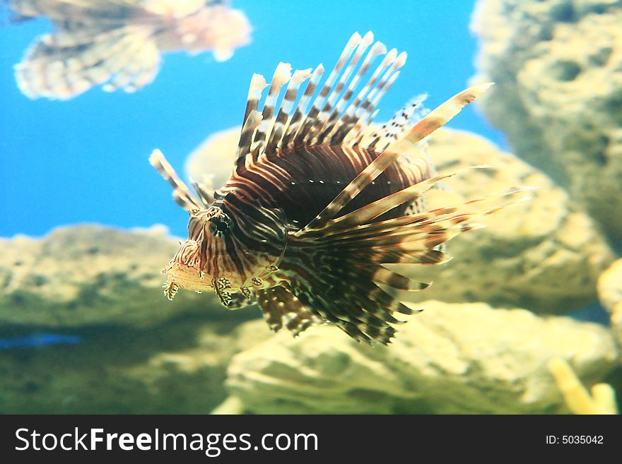 Close up of a beautiful lion fish