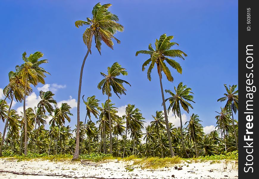 Palm trees lining the coast of a small tropical island.