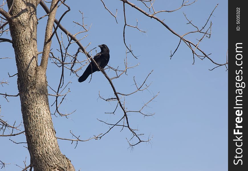 Black crow perched on a tree branch