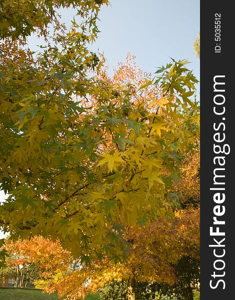 Beautiful autumn trees against blue cloudless sky. Beautiful autumn trees against blue cloudless sky