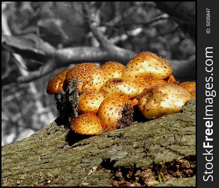 Mushrooms on the tree trunk