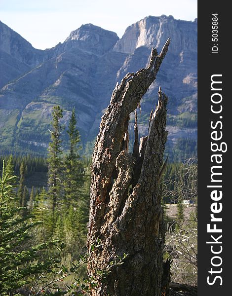 The twisted and shattered trunk of a dead tree at the Mistaya Howse confluence in the Alberta Rockies. The twisted and shattered trunk of a dead tree at the Mistaya Howse confluence in the Alberta Rockies