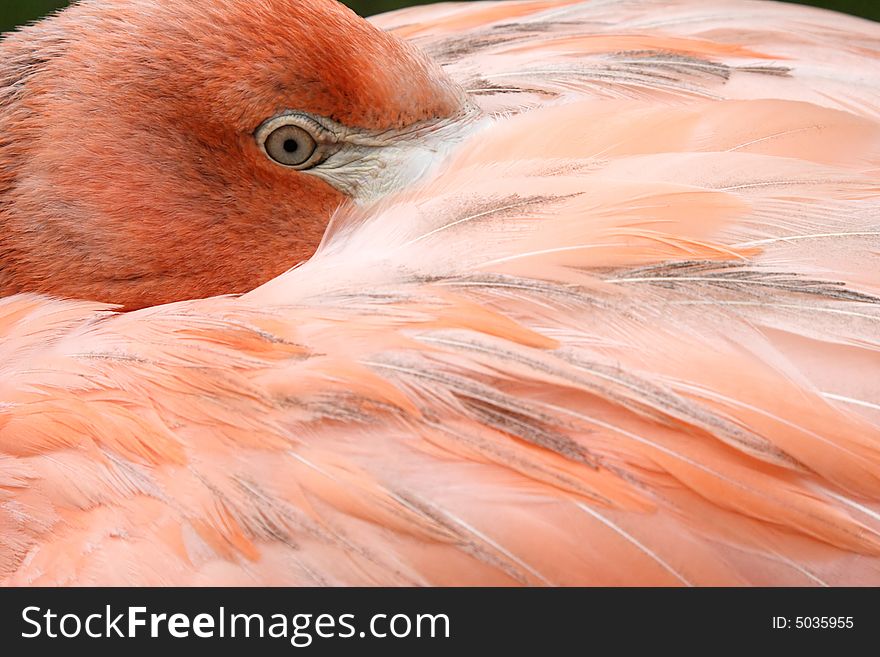 Flamingo young sleeping pink feather tropical bird. Flamingo young sleeping pink feather tropical bird