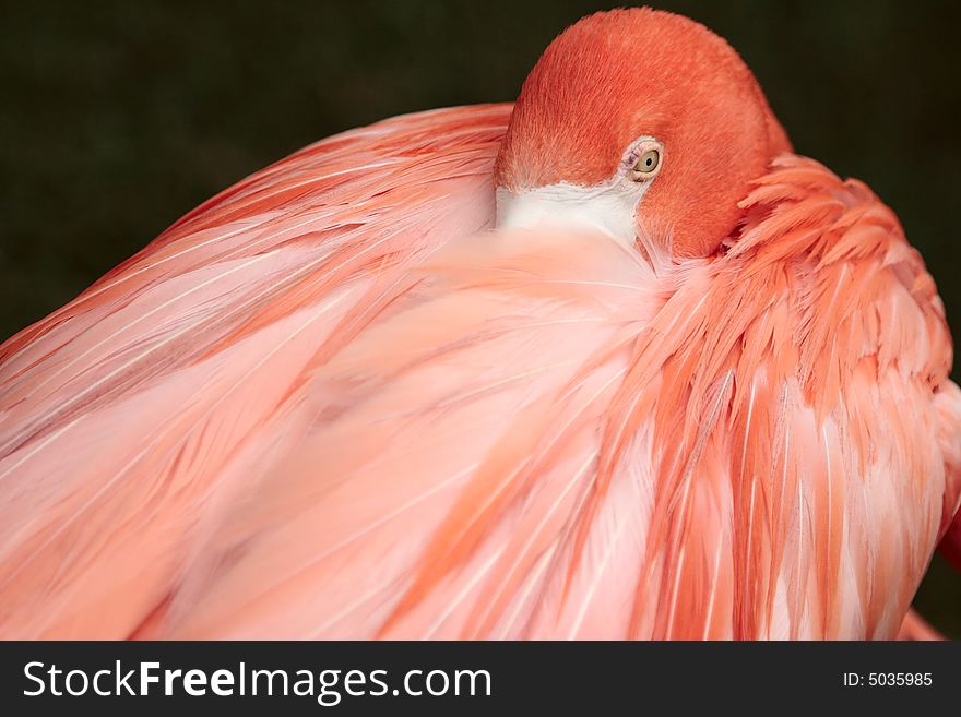 Flamingo beautiful bird tropical jungle pink feather