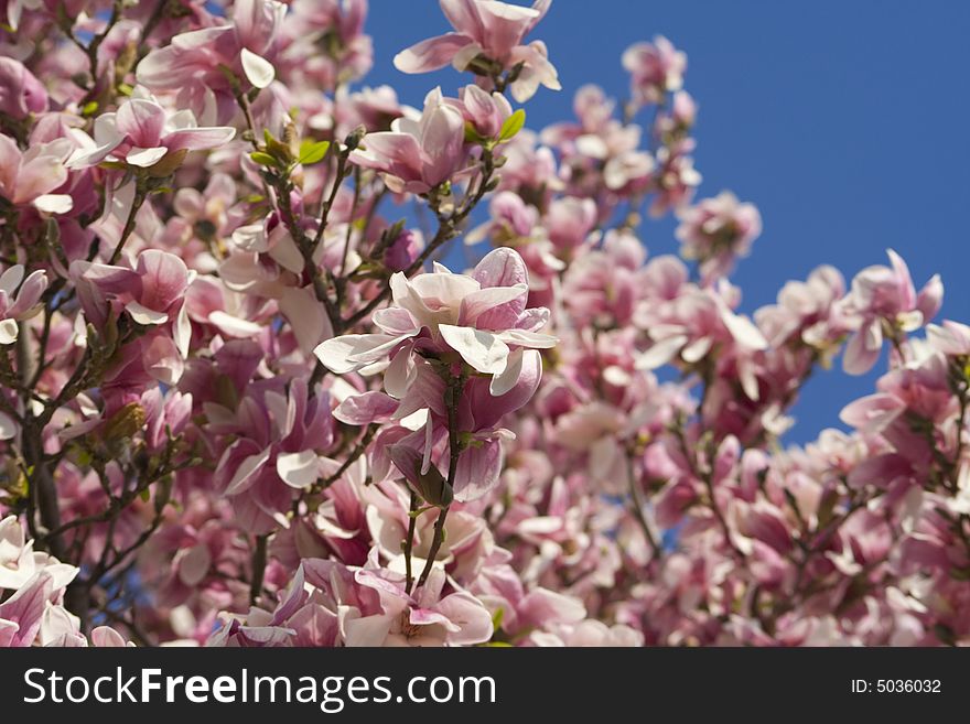 Blossoming Magnolia