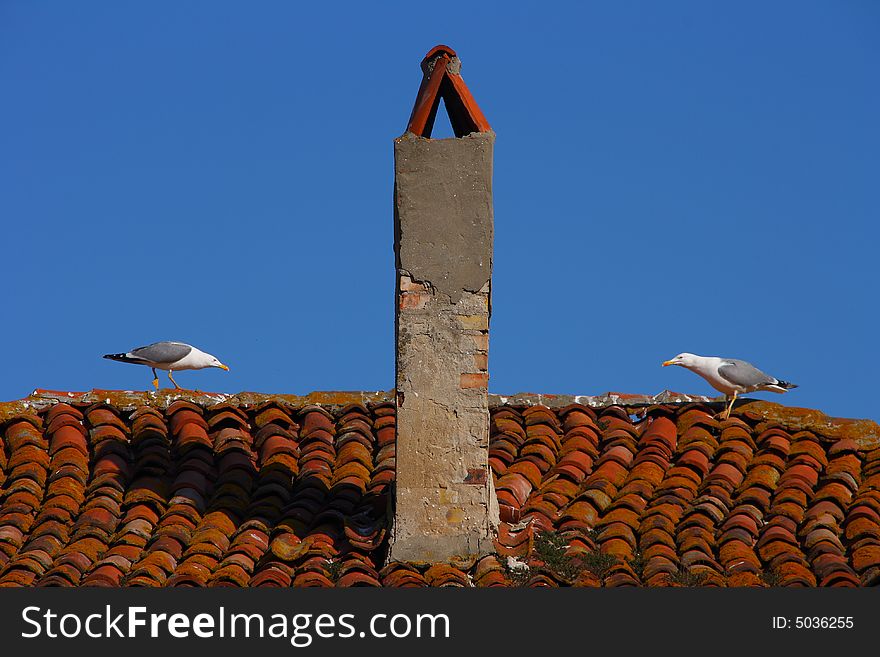 Two gulls contest territory on a tiled roof. Two gulls contest territory on a tiled roof