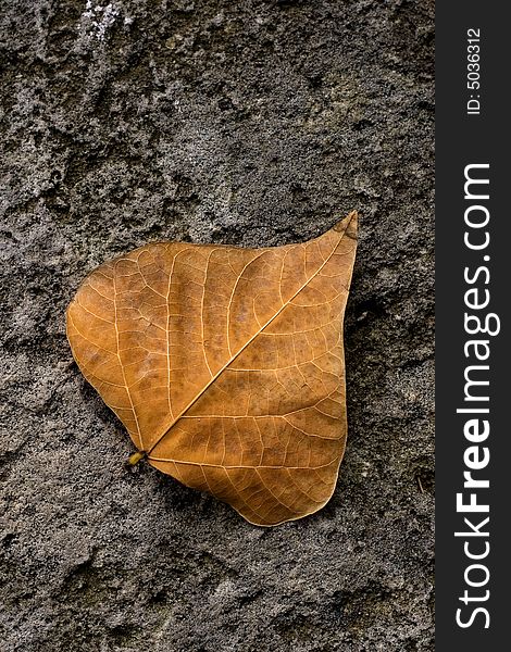 Single solitary autumn leaf fallen to the ground. Single solitary autumn leaf fallen to the ground.