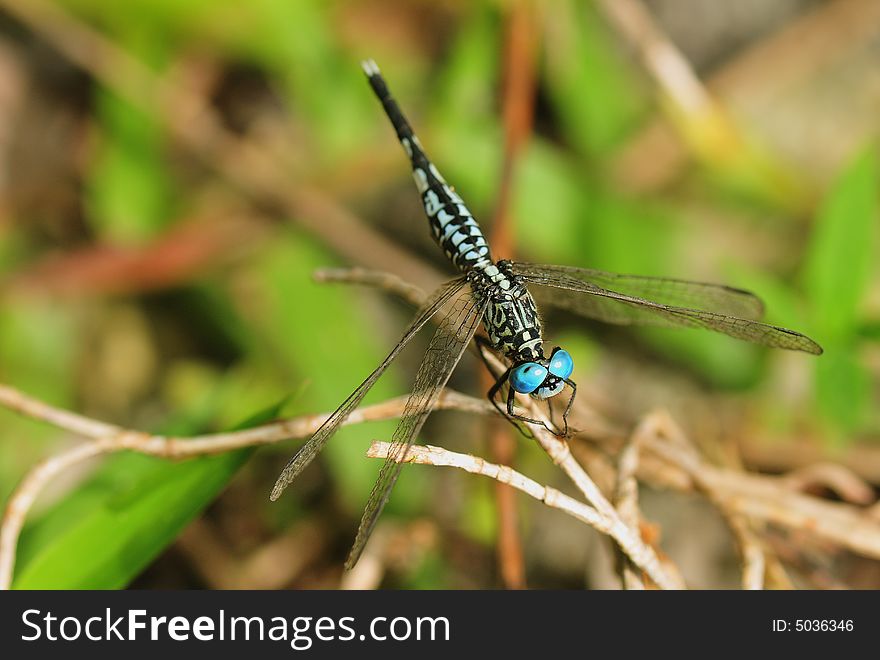 A close up picture of blue eyed dragonfly