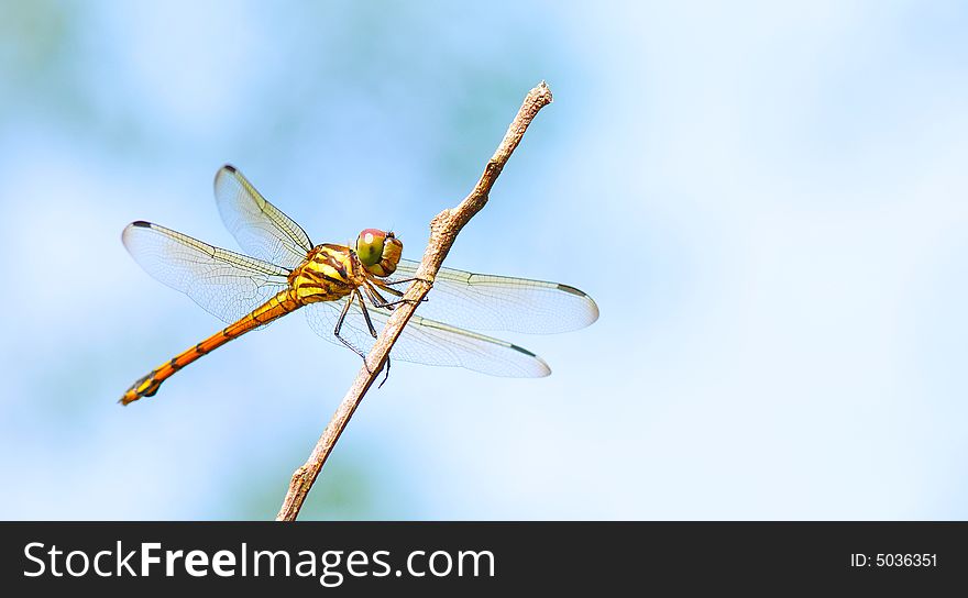 A close up picture of an orange dragonfly resting. A close up picture of an orange dragonfly resting