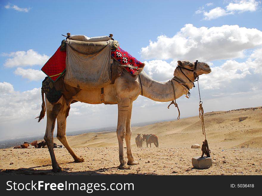 Camel in the egyption desert. Camel in the egyption desert