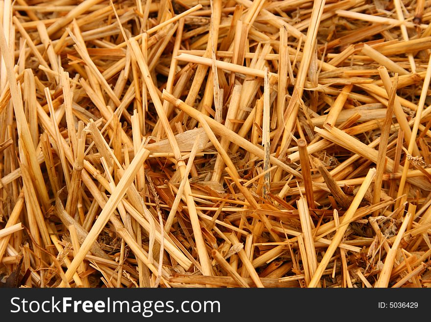 Close up golden straw for background. Close up golden straw for background