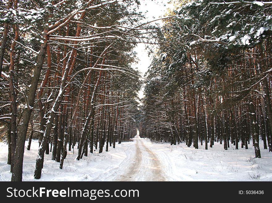 Snowy road to a winter pine wood