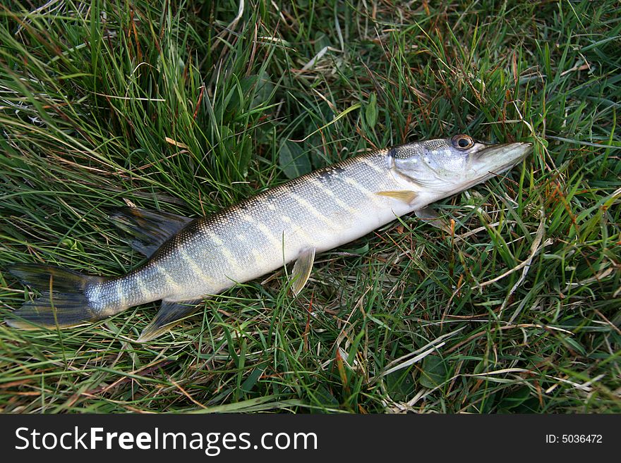 Fishing time... small pike on the grass