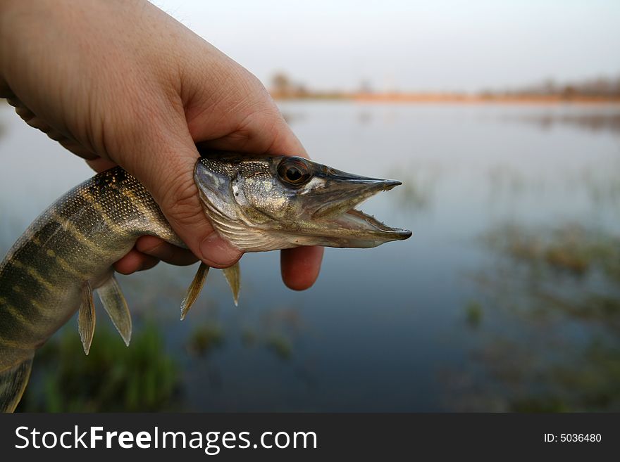 Fishing time... small pike in the hand, lake background