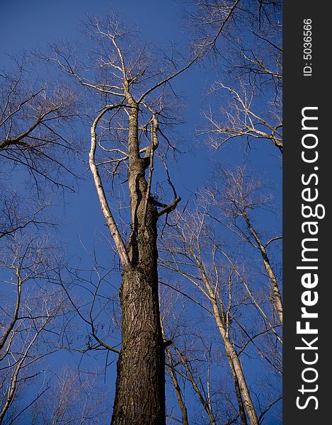 Leafless willow tree with bright blue sky