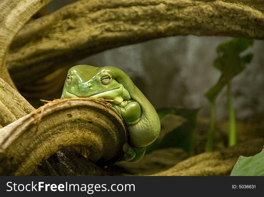Fat frog with amazing eyelashes sitting on a root. Fat frog with amazing eyelashes sitting on a root