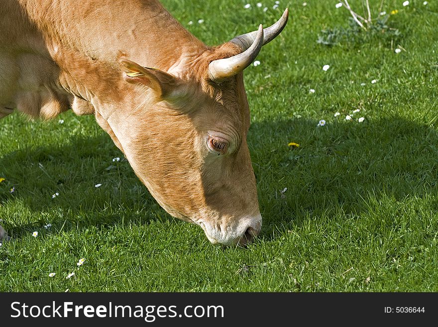 Shot of a yellow-brown and white cow