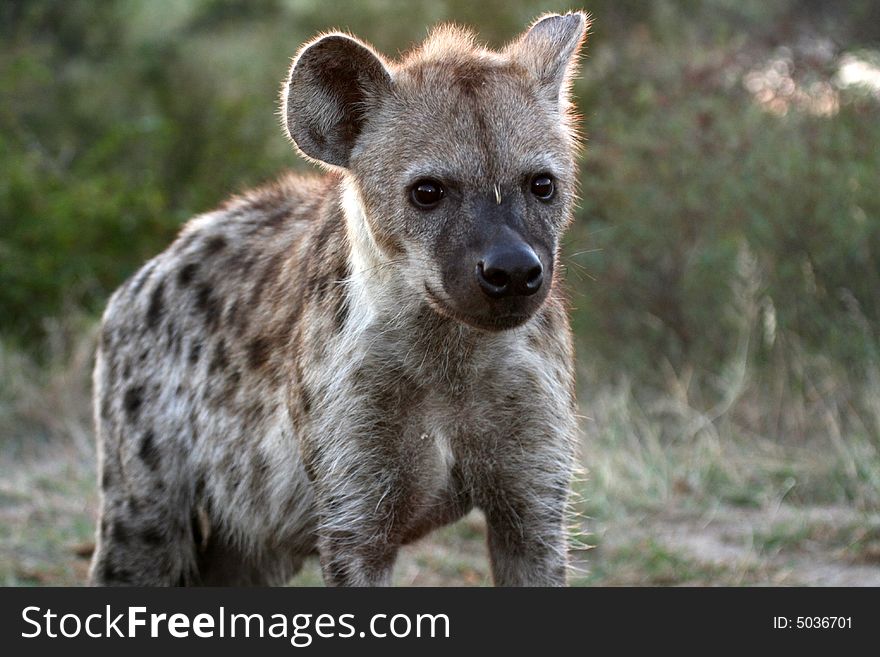 Hyena on Patroling his teritory in the early moring. Hyena on Patroling his teritory in the early moring.