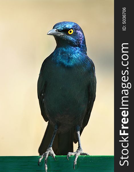 Glossy Starling Purched on Pole