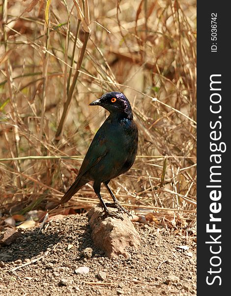 Glossy Starling Purched on a Rock. Glossy Starling Purched on a Rock