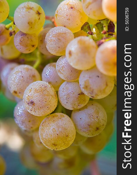 Dew on Grapes in Tasmanian Vineyard