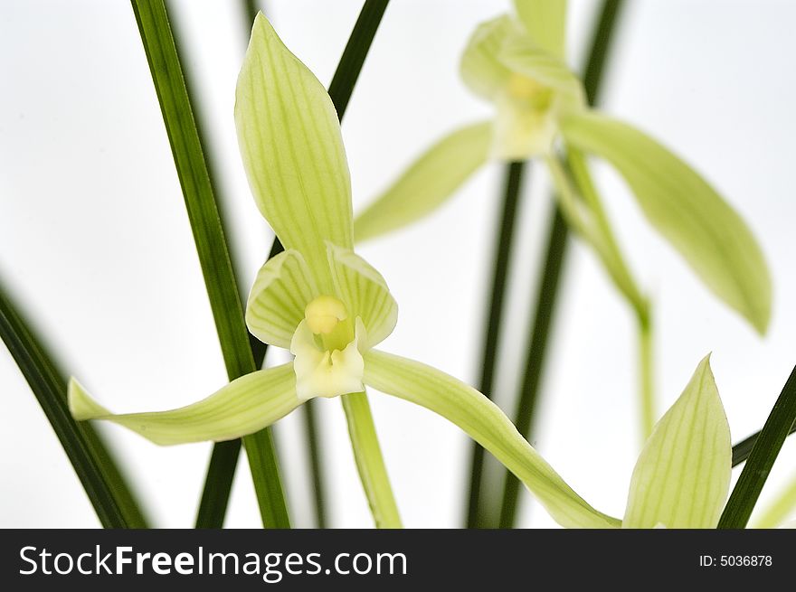 A famous variety of chinese orchid with light green flower. A famous variety of chinese orchid with light green flower