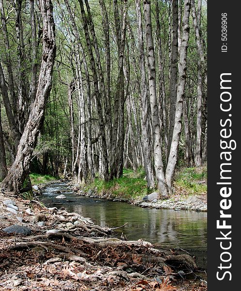 Stream in the forest from Cyprus nature.l