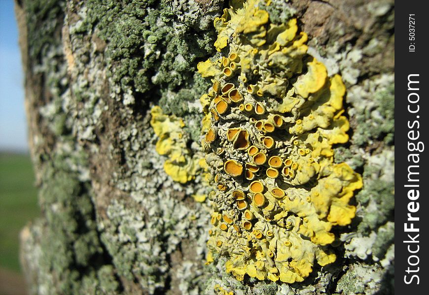 Dry lichen, growth on a tree