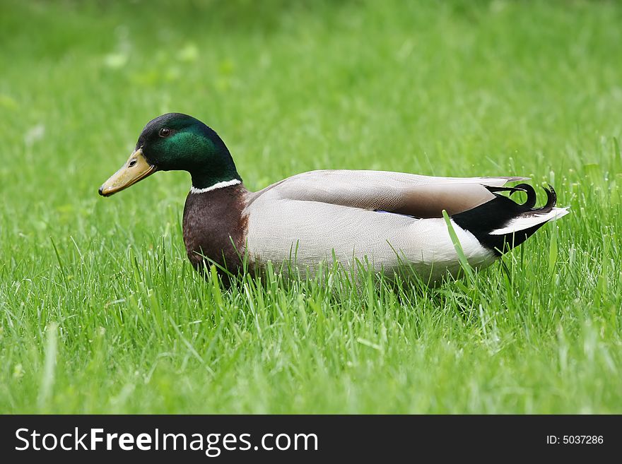 Male duck on green meadow