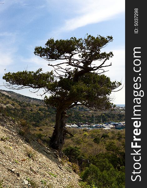 Relic pine in the mountains