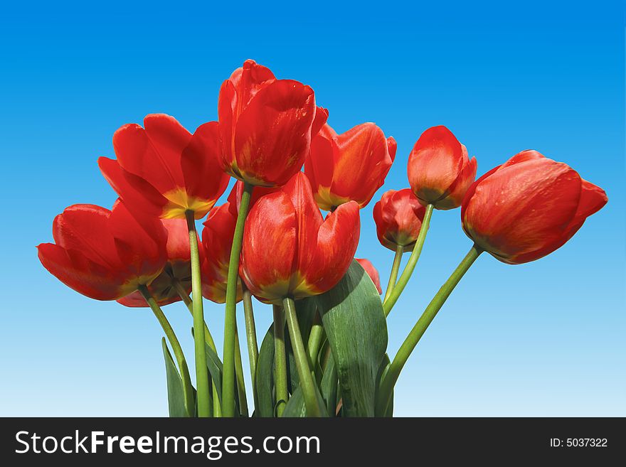 An image of nice tulips isolated on blue. An image of nice tulips isolated on blue