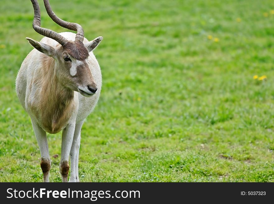 Antelope On Meadow