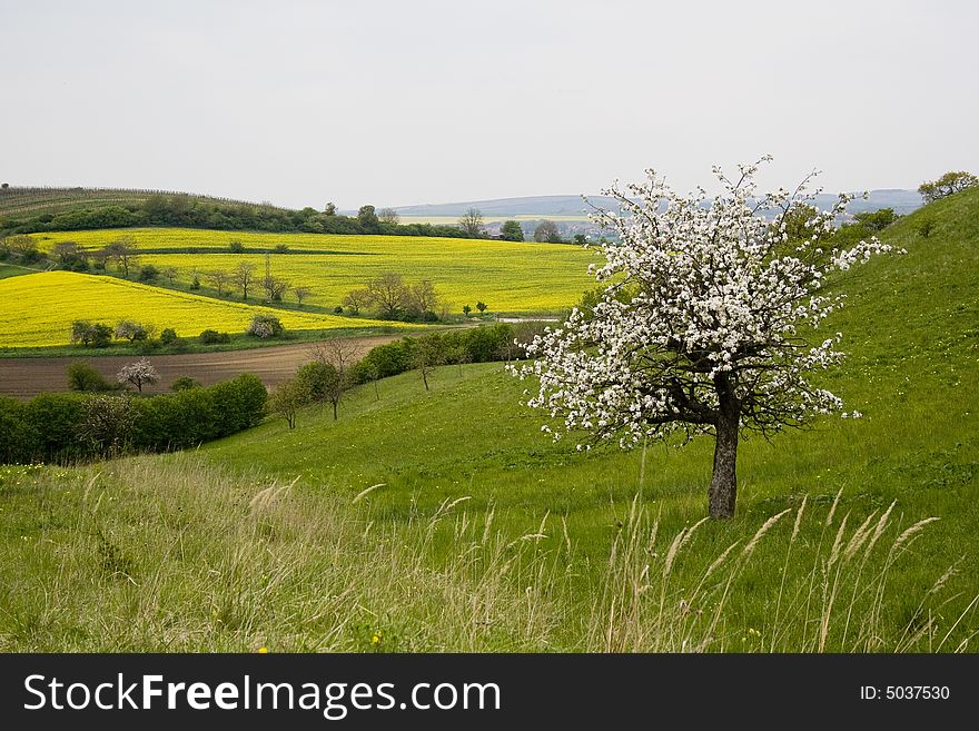 Blossoming tree in spring in rural scenery