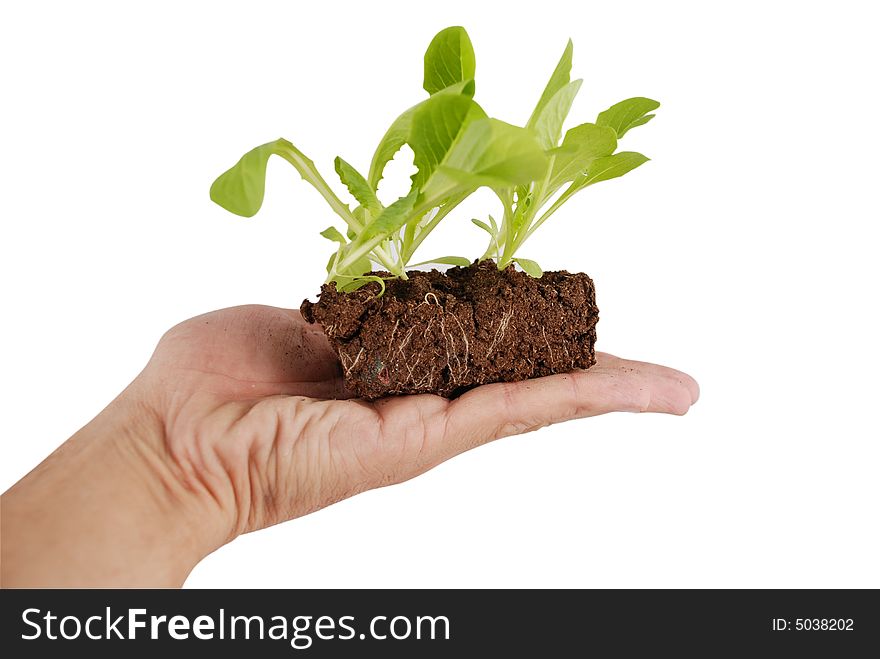 Growing green plant in a hand isolated by white