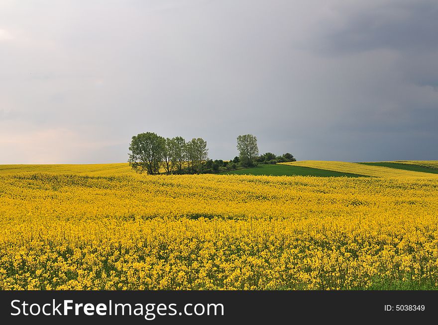 Yellow rape seed field with green trees in spring at Hungary.