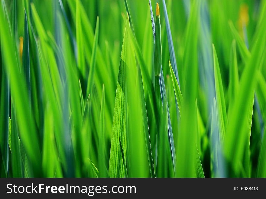 Closeup of fresh green grass. Closeup of fresh green grass