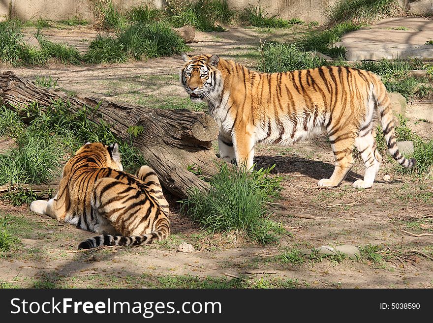 2 Siberian tigers enjoying the sun