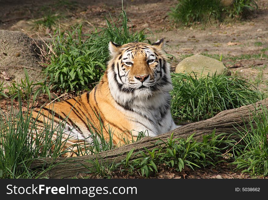 A lone tiger lounging in the sun