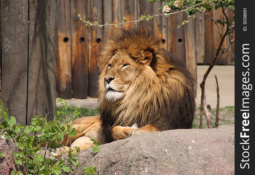 A mighty lion resting on a sunny afternoon