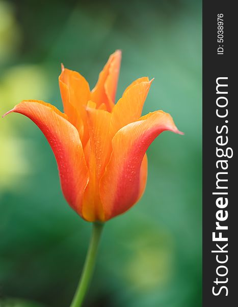Orange tulip in Spring Garden with blurred background. Orange tulip in Spring Garden with blurred background