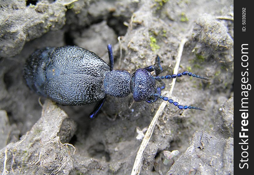 This clumsy beetle long about 3 centimetres lives in a grass. He can be seen only in April and May. Feeds on plants. A female lays to 4000 eggs in soil. Larvae suffer difficult development. Complete him in the nests of single bees. This clumsy beetle long about 3 centimetres lives in a grass. He can be seen only in April and May. Feeds on plants. A female lays to 4000 eggs in soil. Larvae suffer difficult development. Complete him in the nests of single bees.