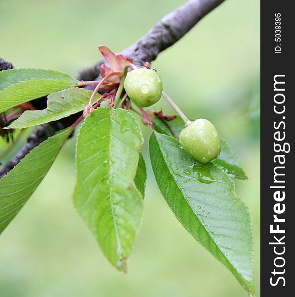 A couple of green (unripe) cherries on a cherry tree, after the rain. A couple of green (unripe) cherries on a cherry tree, after the rain