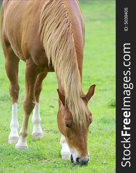 Horse that eats in a meadow