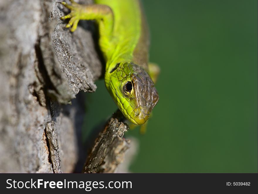 European green lizard on the bark of a tree