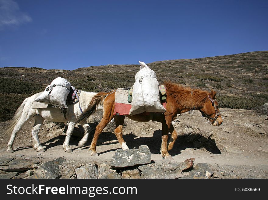 Donkeys carrying heavy loads, annapurna, nepal
