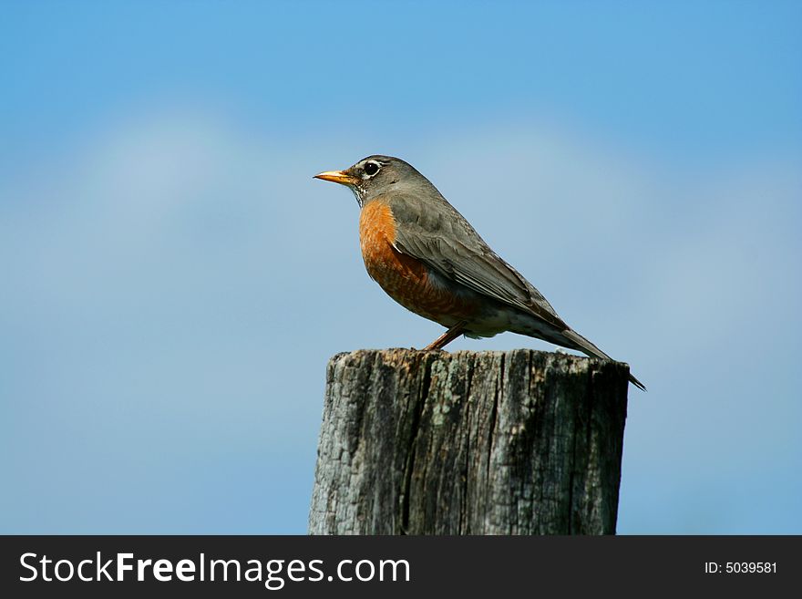 Redbrested Robin On A Fence Post