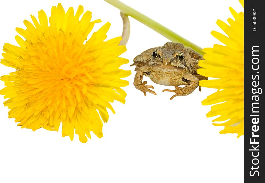 Little earthen frog on a white background
