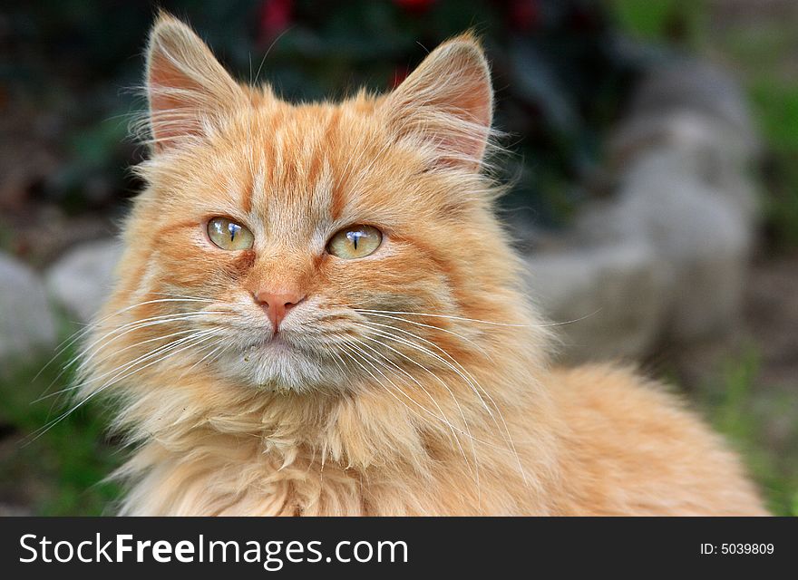 European orange cat in my garden