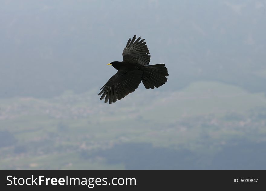 Eagle flying over the mountain. Eagle flying over the mountain