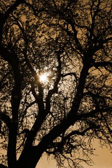 Tree Silhouette At Sunset Royalty Free Stock Photo Tree Silhouette At Sunset Royalty Free Stock Photo